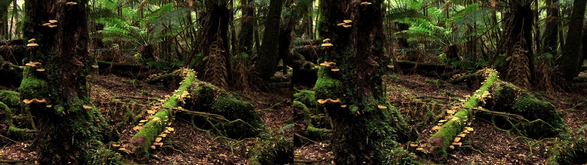 Forrest Fungus